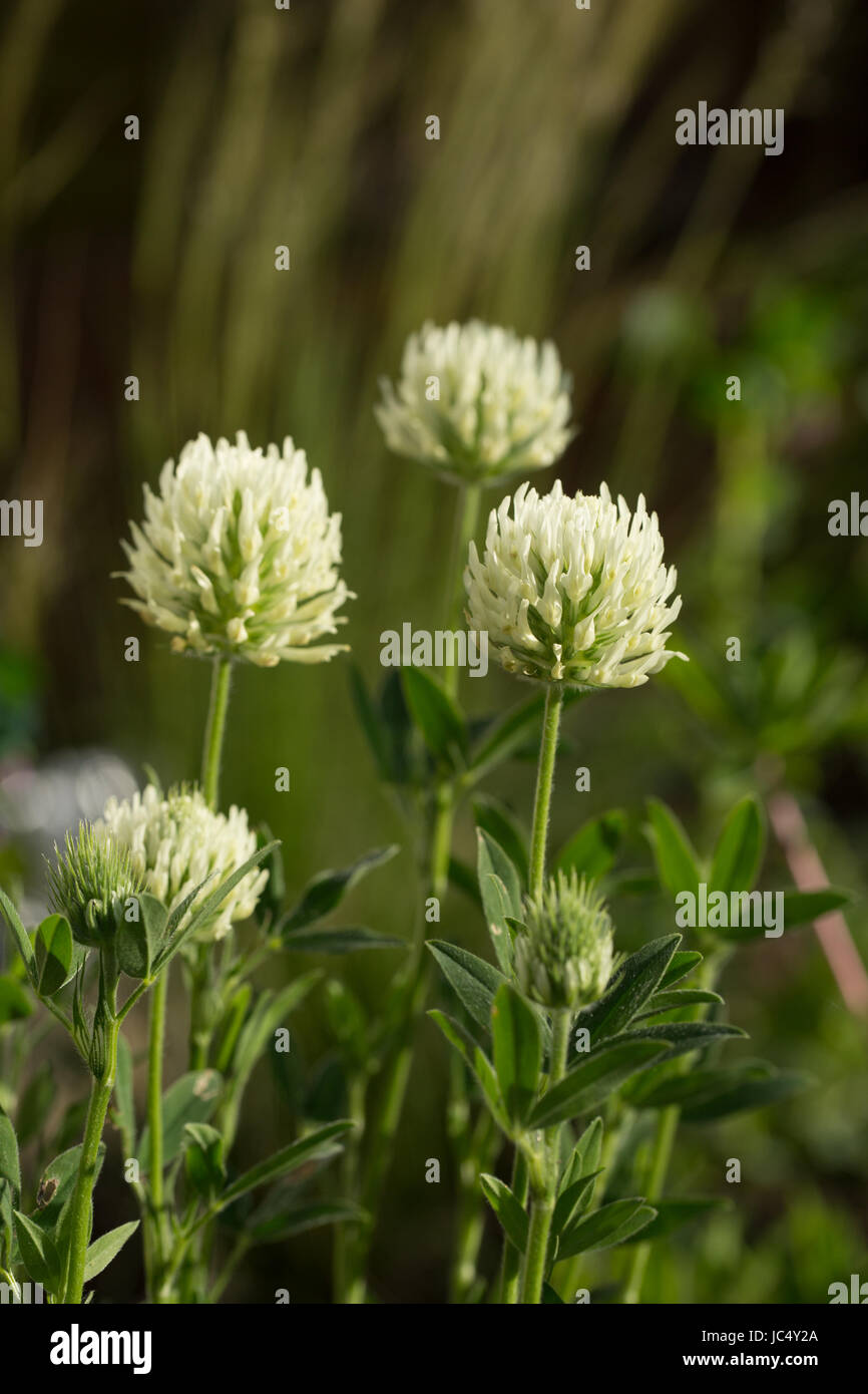 Flowering Trifolium ochroleucon, a type of giant clover. Flowers in early summer and is loved by pollinators. Stock Photo