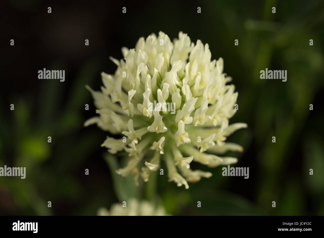 Flowering Trifolium ochroleucon, a type of giant clover. Flowers in early summer and is loved by pollinators. Stock Photo