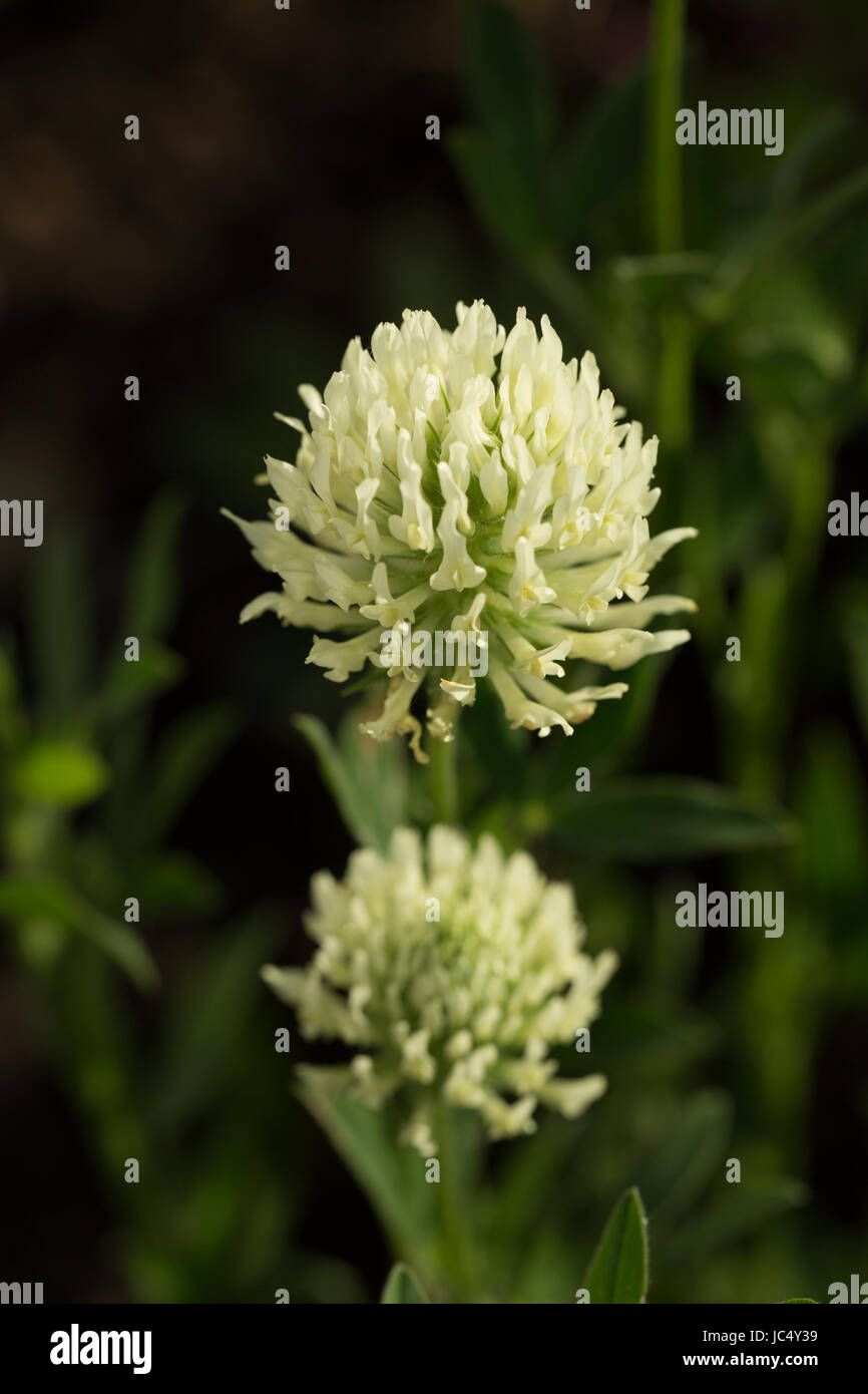 Flowering Trifolium ochroleucon, a type of giant clover. Flowers in early summer and is loved by pollinators. Stock Photo