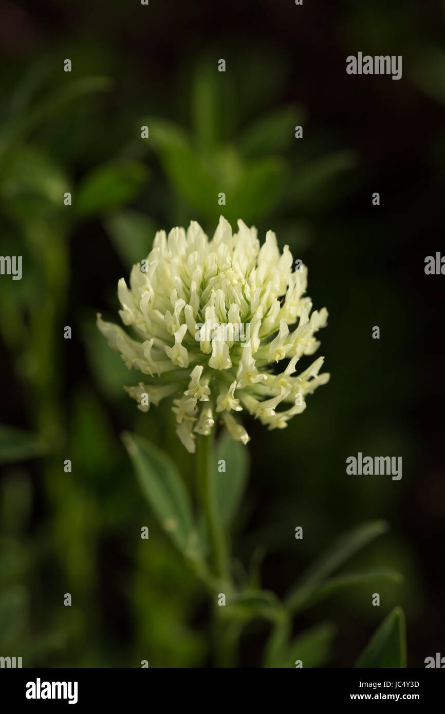 Flowering Trifolium ochroleucon, a type of giant clover. Flowers in early summer and is loved by pollinators. Stock Photo