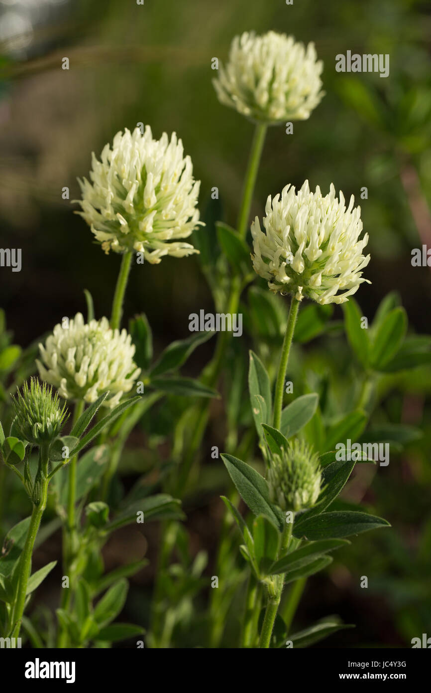 Flowering Trifolium ochroleucon, a type of giant clover. Flowers in early summer and is loved by pollinators. Stock Photo