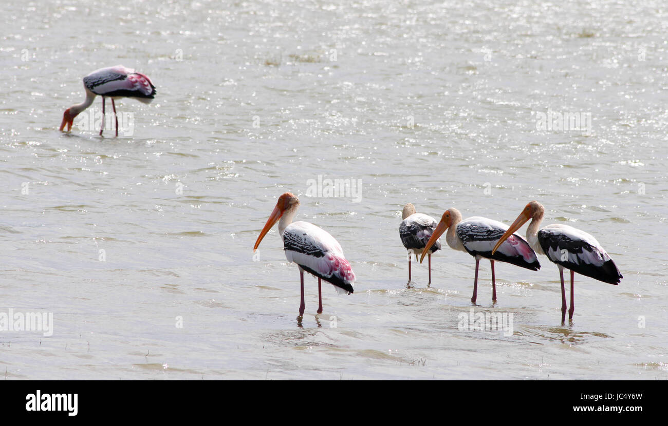 Wild painted storks standing in a lake Sri Lanka Stock Photo