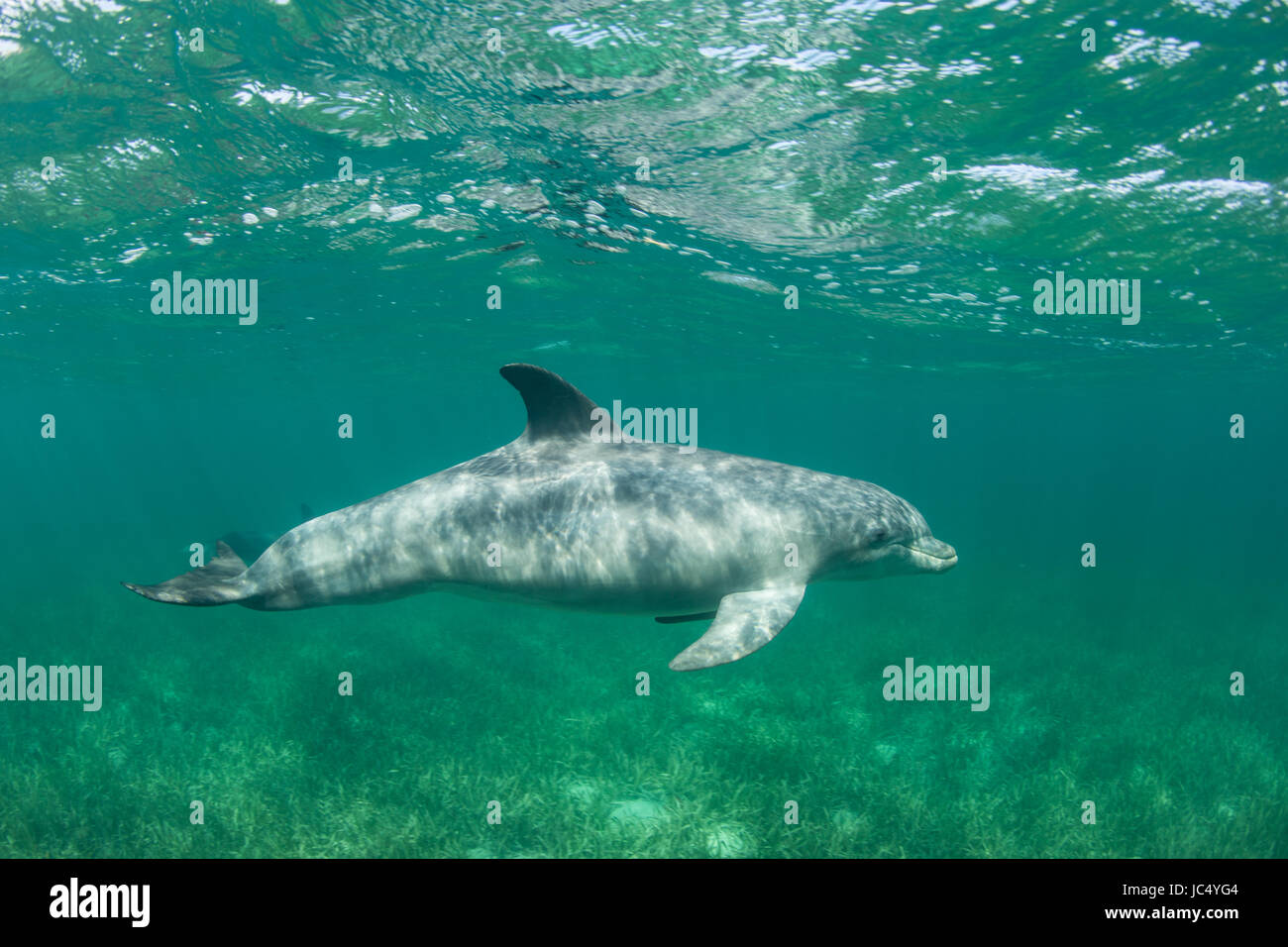 A Bottlenose dolphin swims over a seagrass meadow in Turneffe Atoll off the coast of Belize. This species is an extremely intelligent marine mammal. Stock Photo