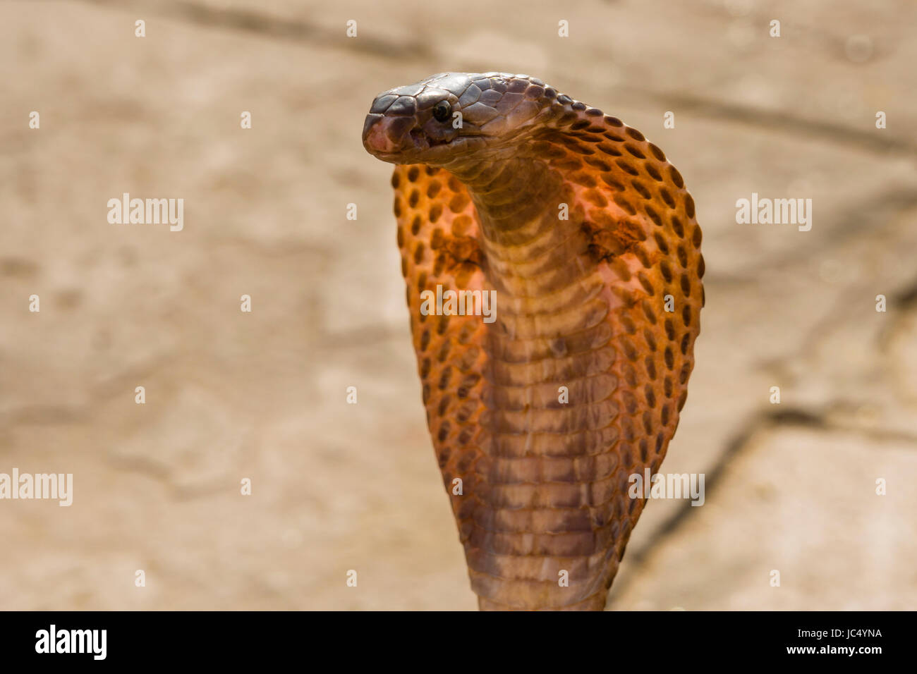 Portrait of a cobra dancing at the holy river Ganges at Dashashwamedh Ghat, Main Ghat, in the suburb Godowlia Stock Photo