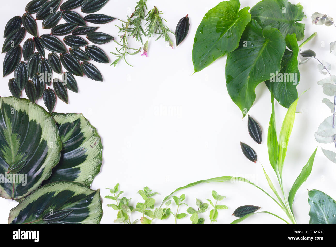 mix of fresh green exotic tropical leaves frame on white background ...