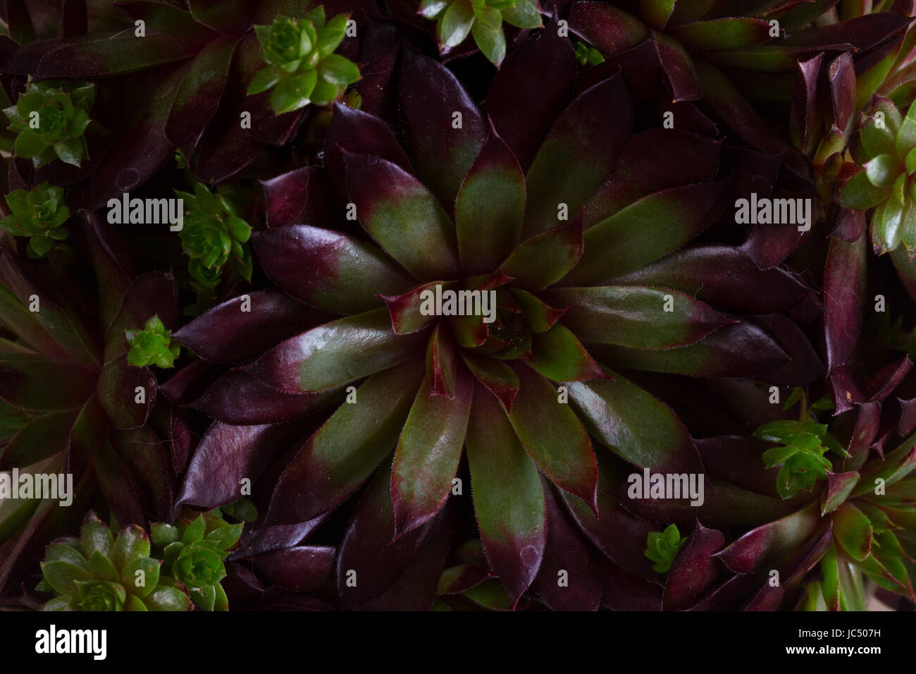 Dark green succulents plant macro background