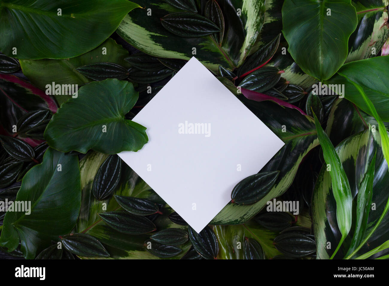 fresh green exotic leaves frame with copy space on paper note Stock Photo