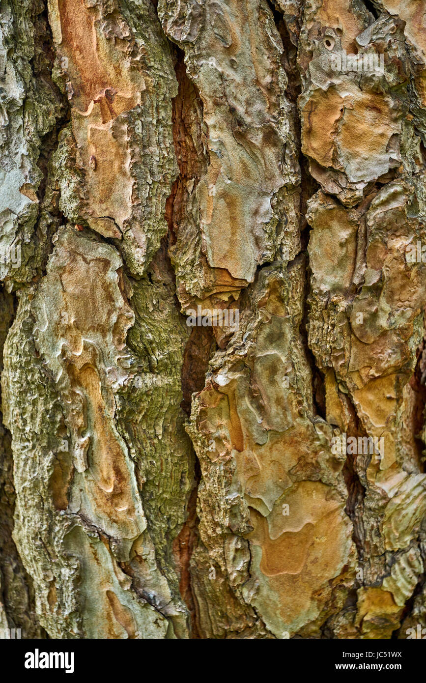 Textured Tree Bark Wallpaper - Wayfair - Tree Bark Textured Wood Apartments