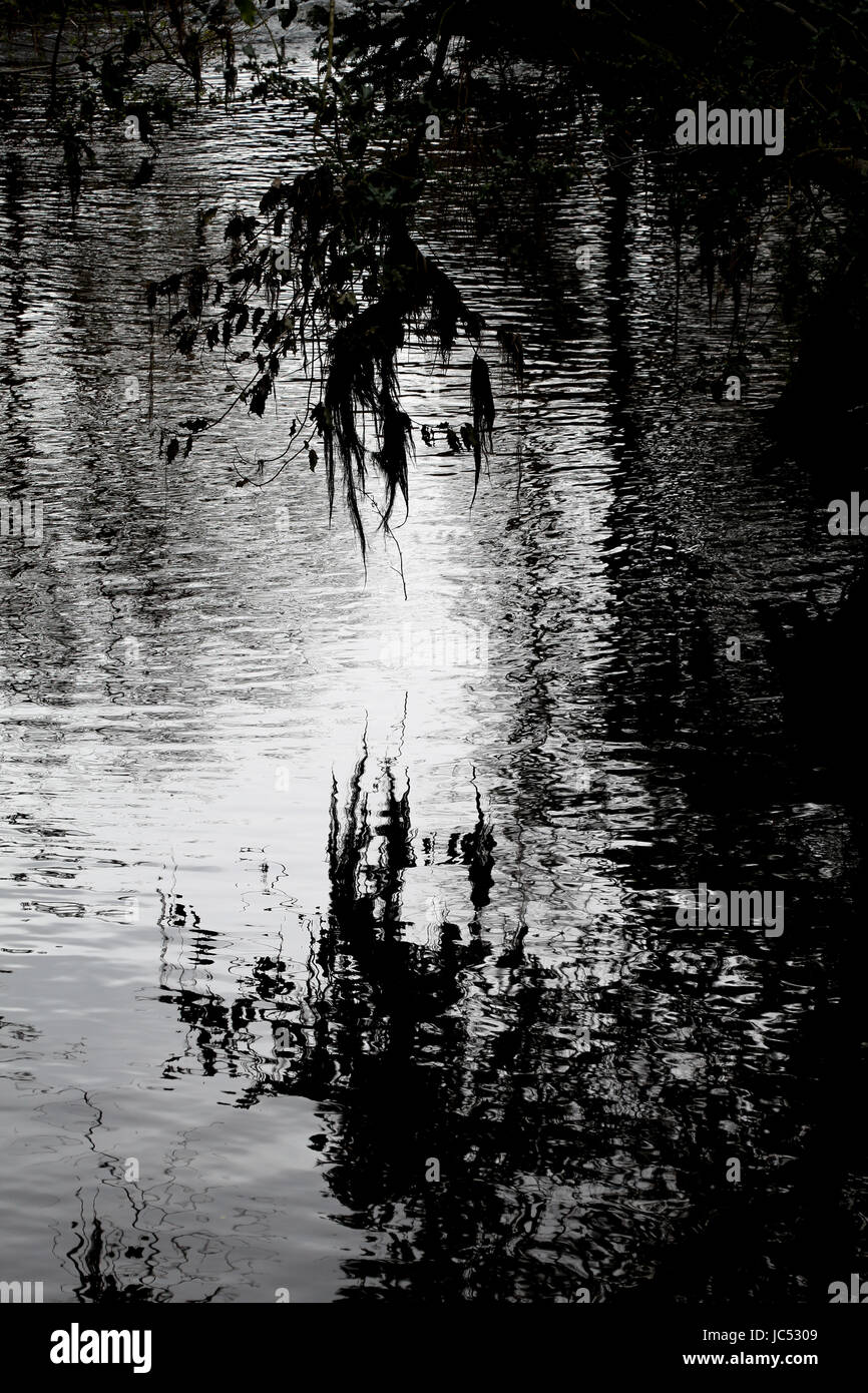Atmospheric view of silhouetted branches hanging over a river, reflected in the water, forming a copy space. Photo is basically black and white. Stock Photo