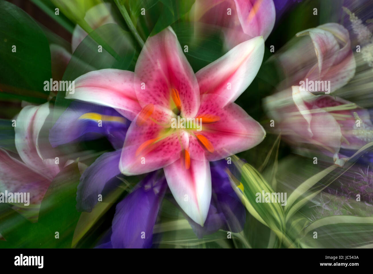 Zoomed in flower hires stock photography and images Alamy