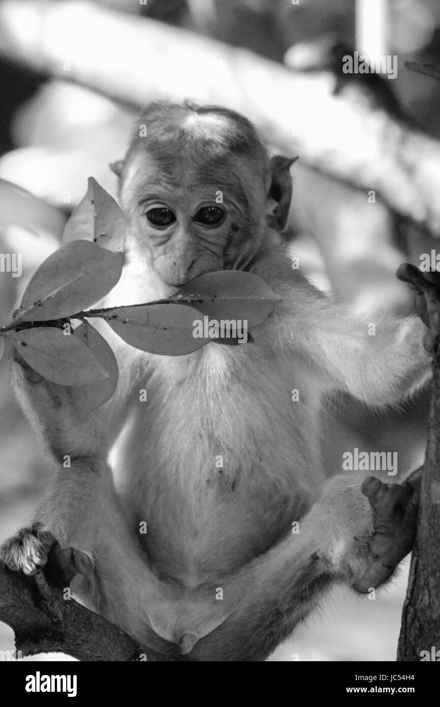 Closeup of macaque monkey Sri Lanka Stock Photo
