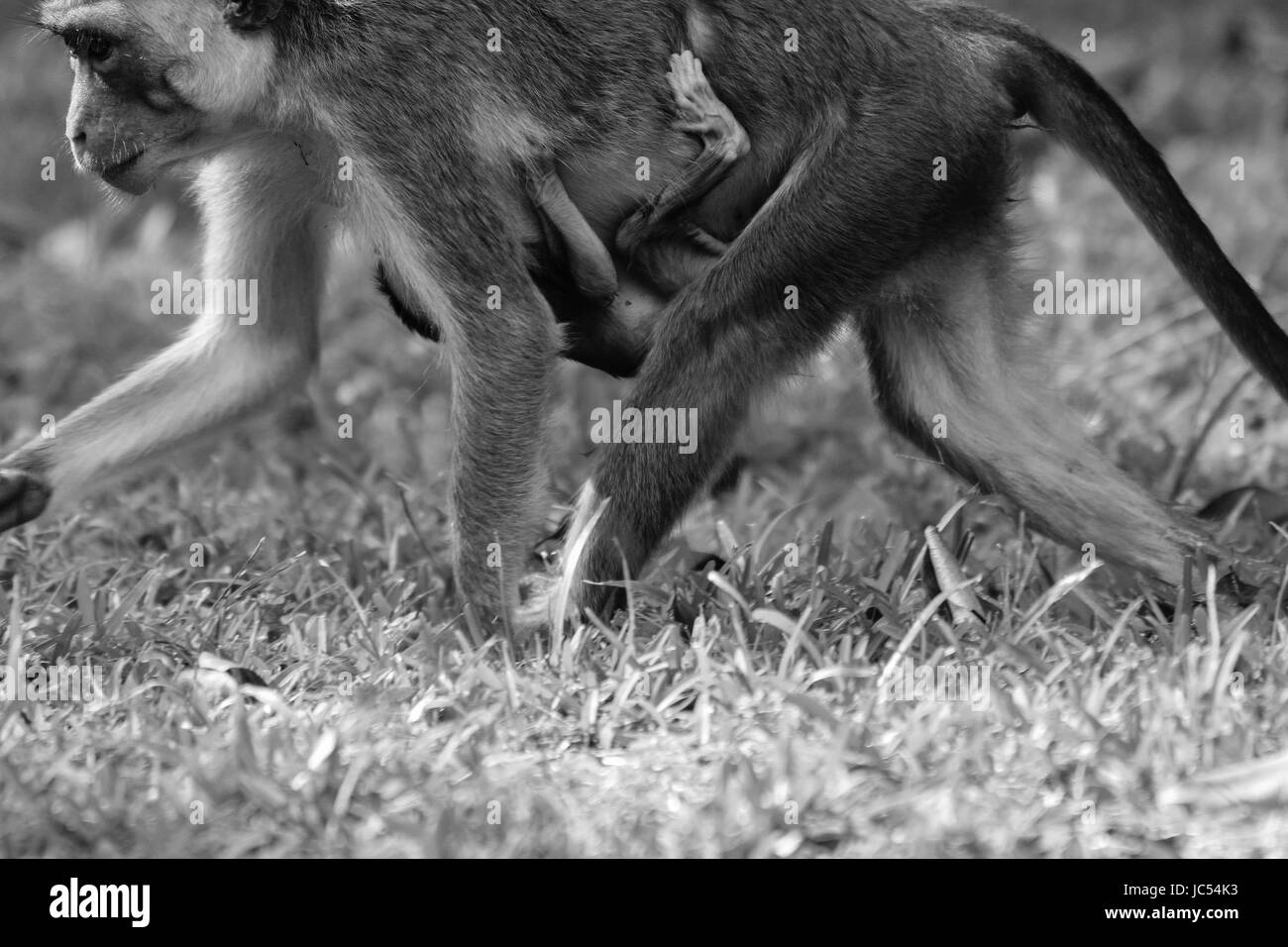 Wild gray Langur monkeys playing baby and adult Stock Photo