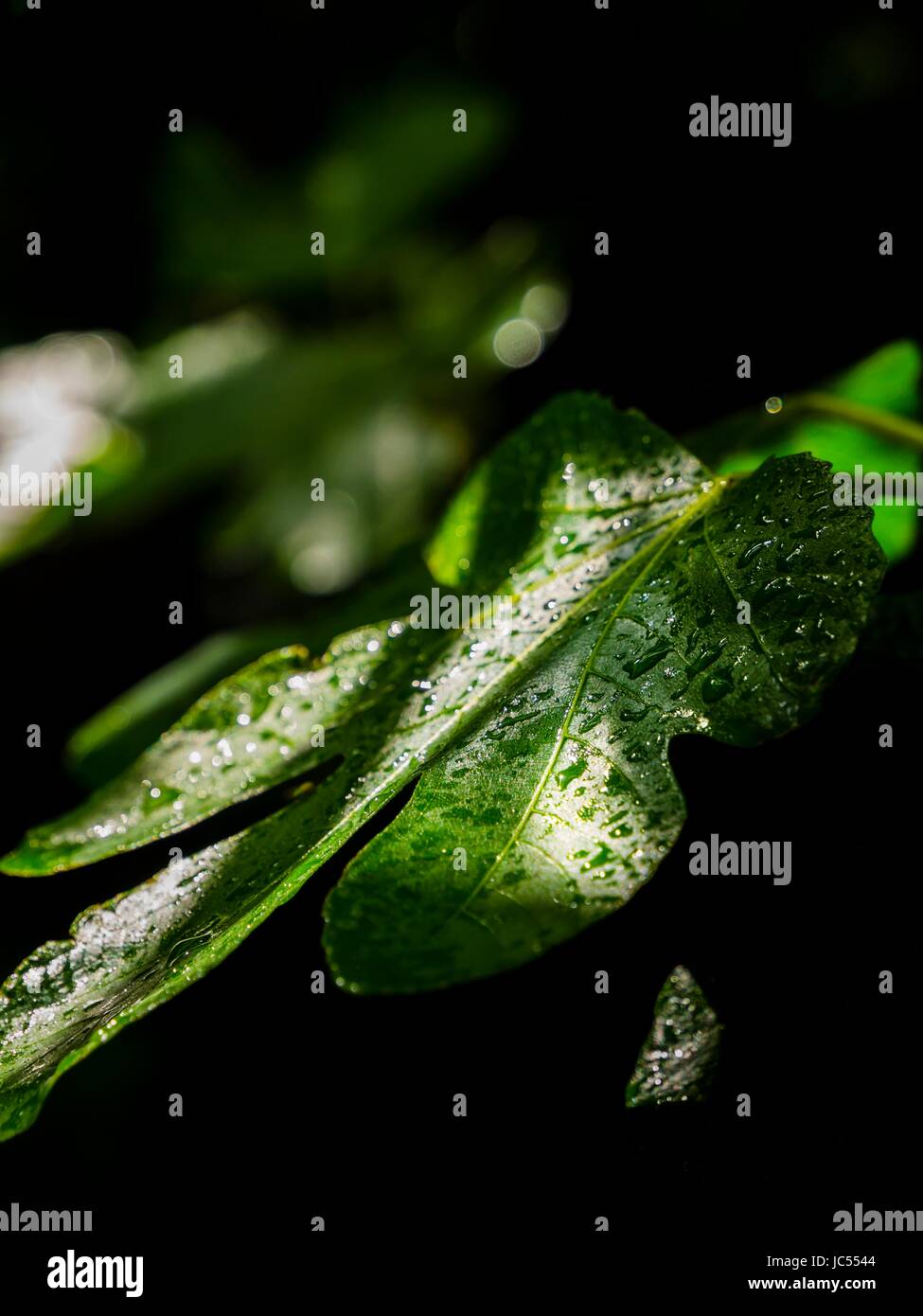 Fig tree leaf drops droplets shining shine on surface after rain Stock Photo