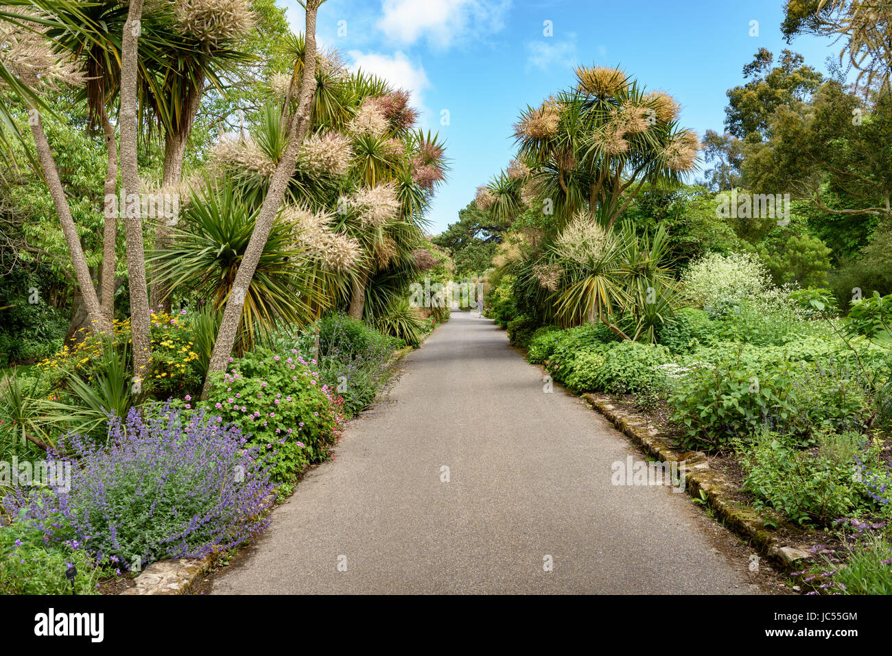 Cabbage trees, Walled Garden, Ventnor Botanic Gardens, Isle of Wight, UK Stock Photo