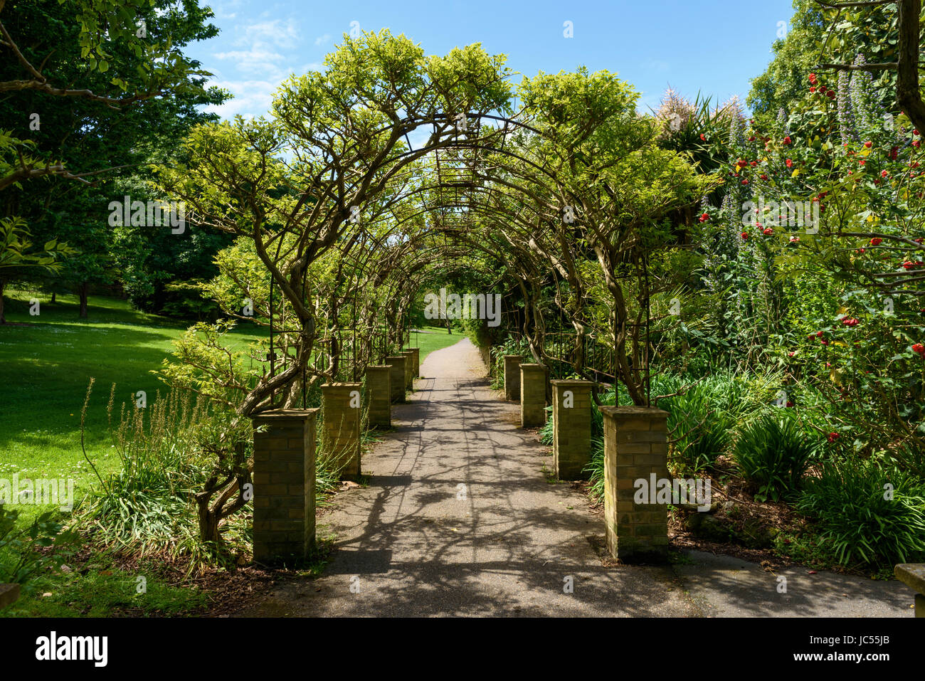 Trumpet vine Archway, Ventnor Botanic Gardens, Isle of Wight, UK Stock Photo