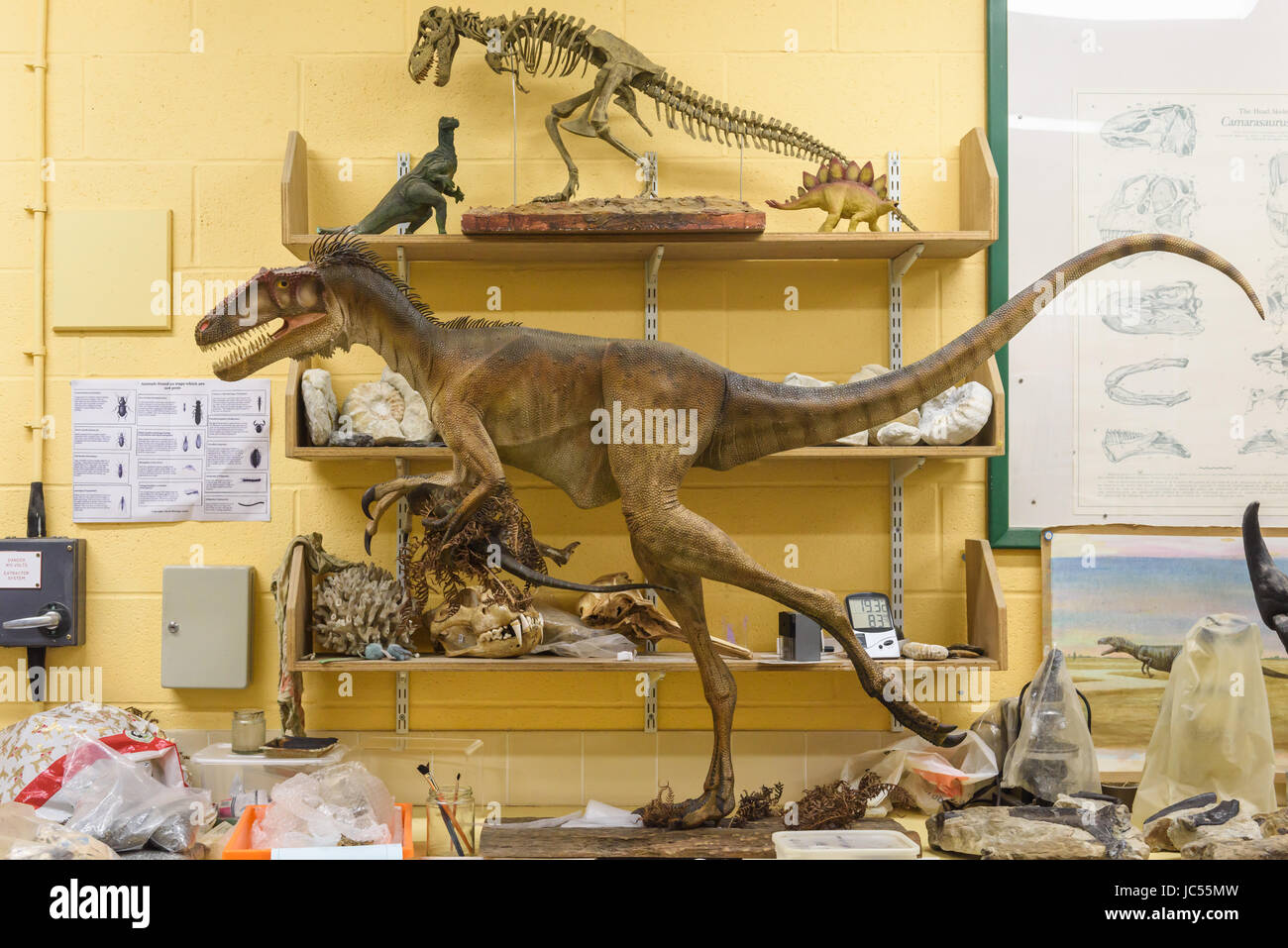Jurassic Museum Park Dinosaur Fossil Display Figur Modell Skeleton D81to86
