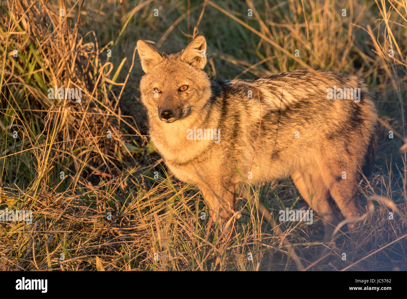 Sidestriped jackal Stock Photo Alamy