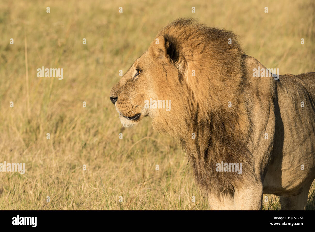Lion profile hi-res stock photography and images - Alamy