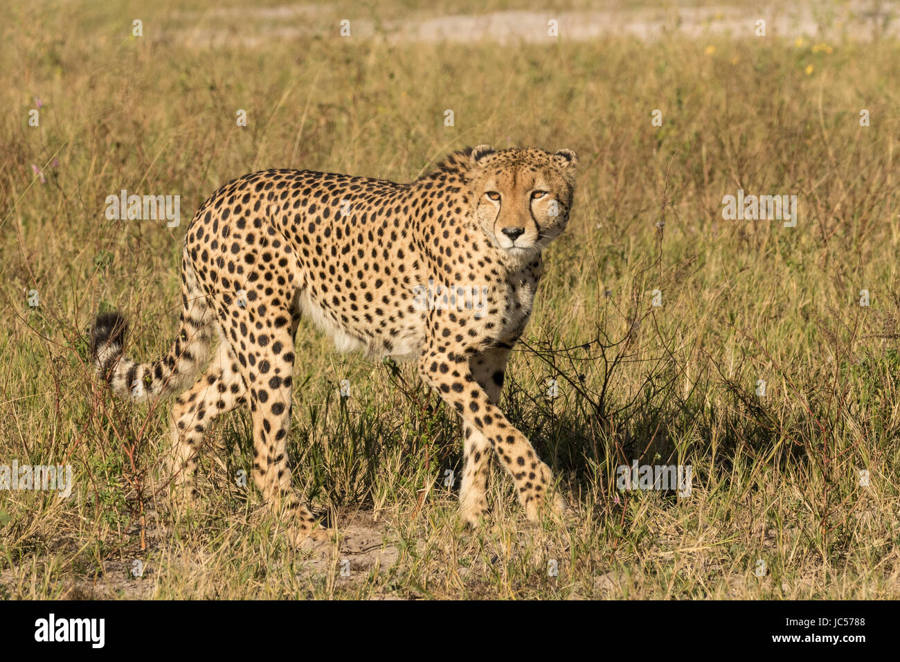Cheetah botswana southern africa hi-res stock photography and images ...