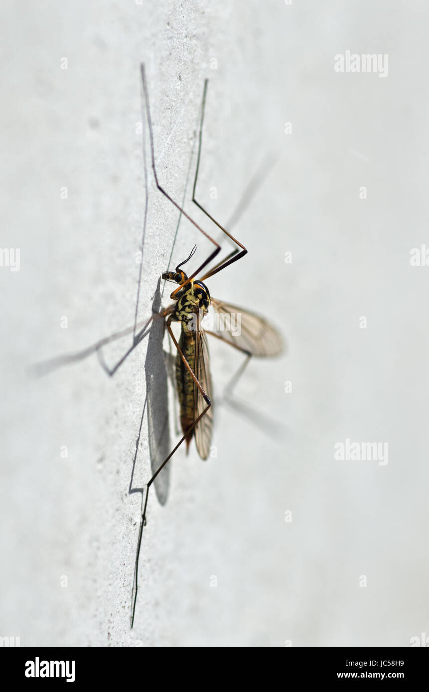 Macro photo of spotted crane fly (Nephrotoma appendiculata) focused on head Stock Photo