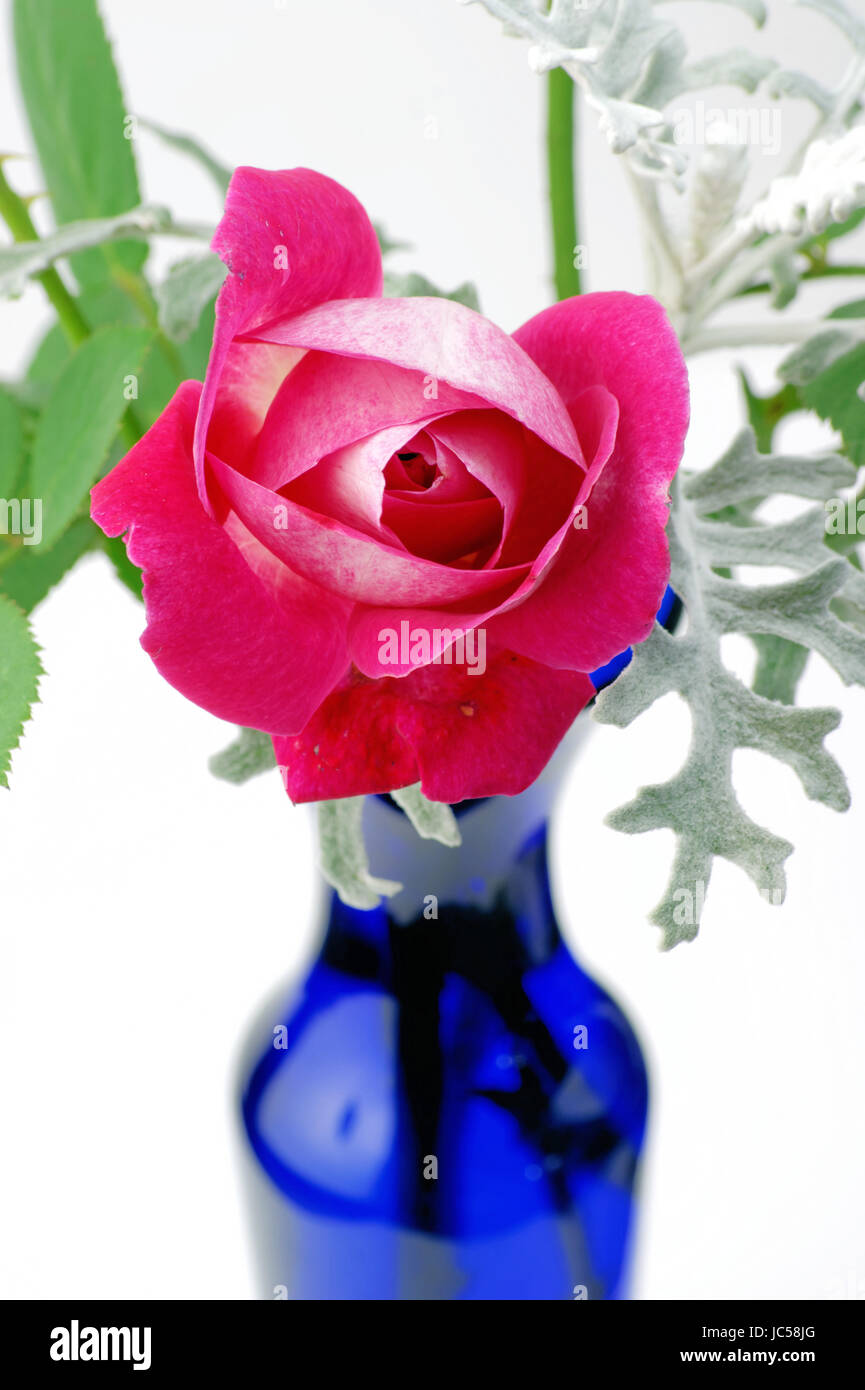 pink rose with blue vase Stock Photo