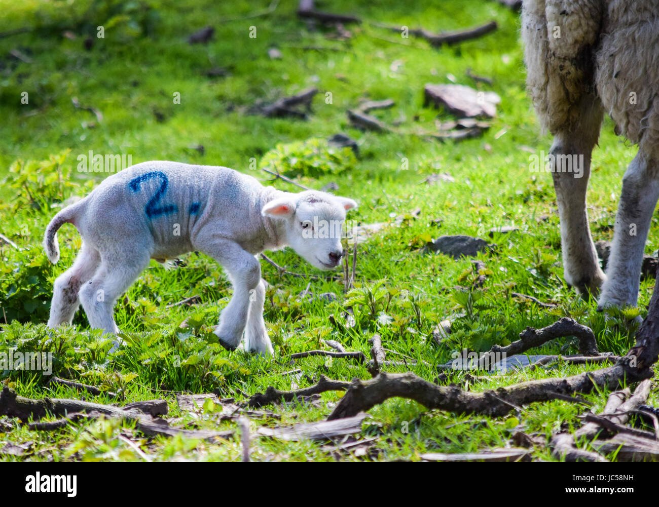 Baby lamb marked number two Stock Photo