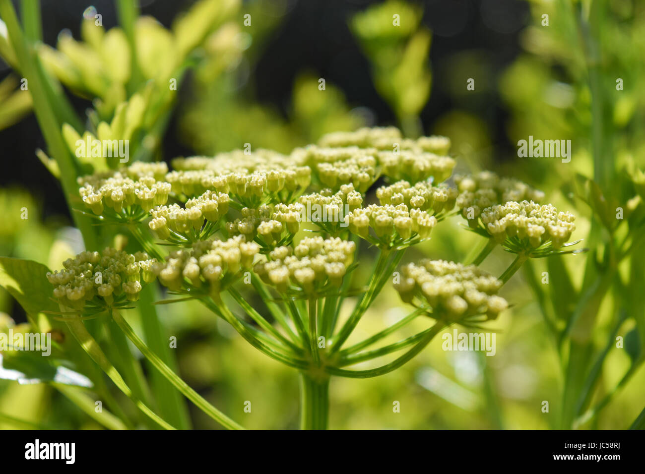 Flowering parsley plant Stock Photo
