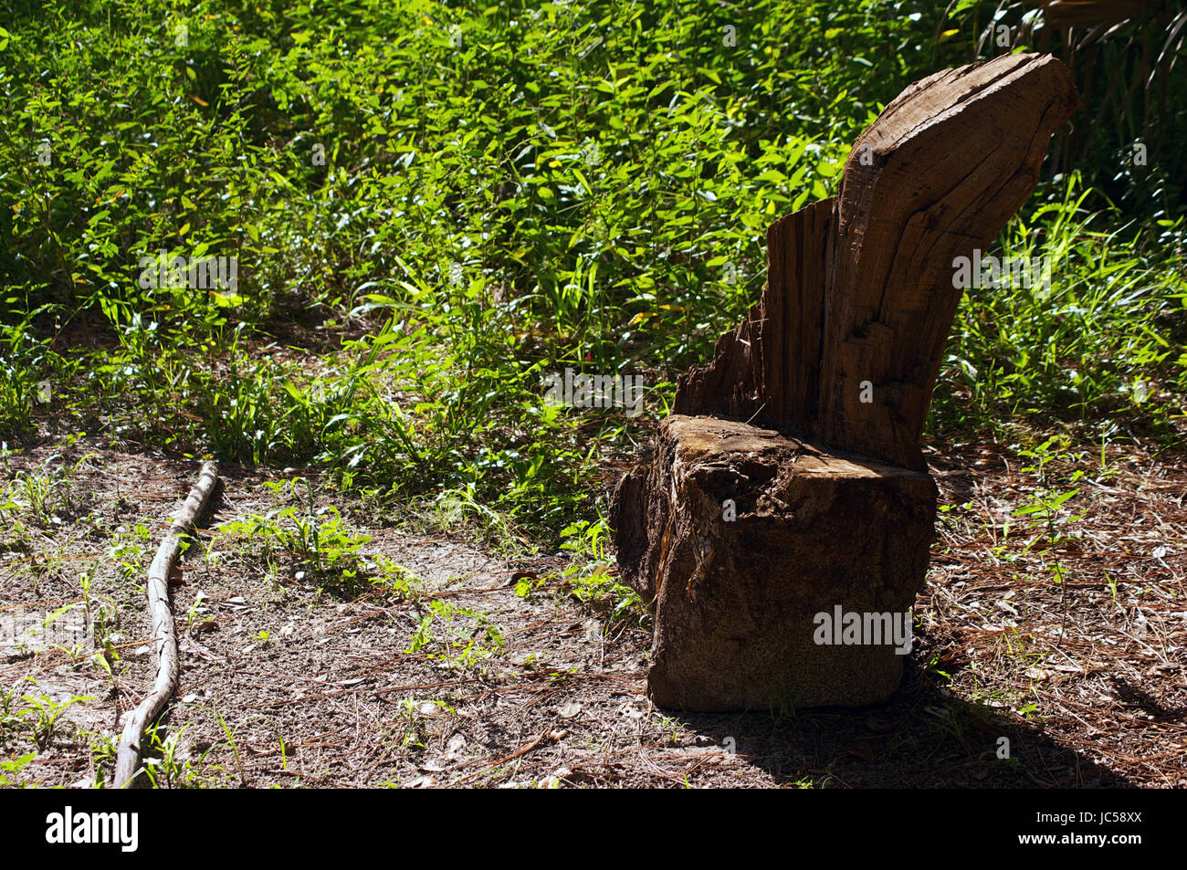 Rustic tree stump seat in morning sunshine in nature setting Stock