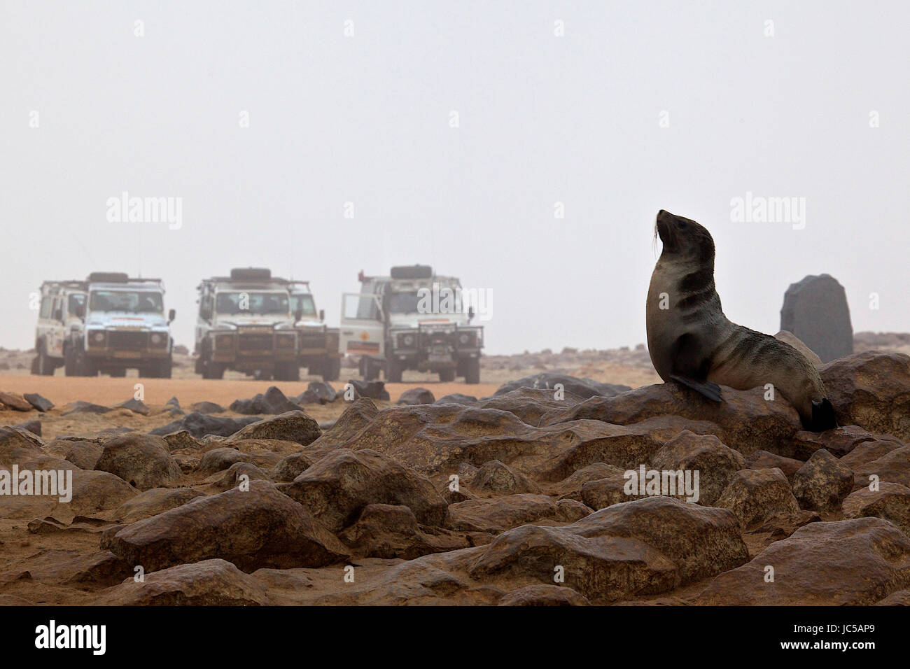 Sea lions in Africa with cars in background Stock Photo