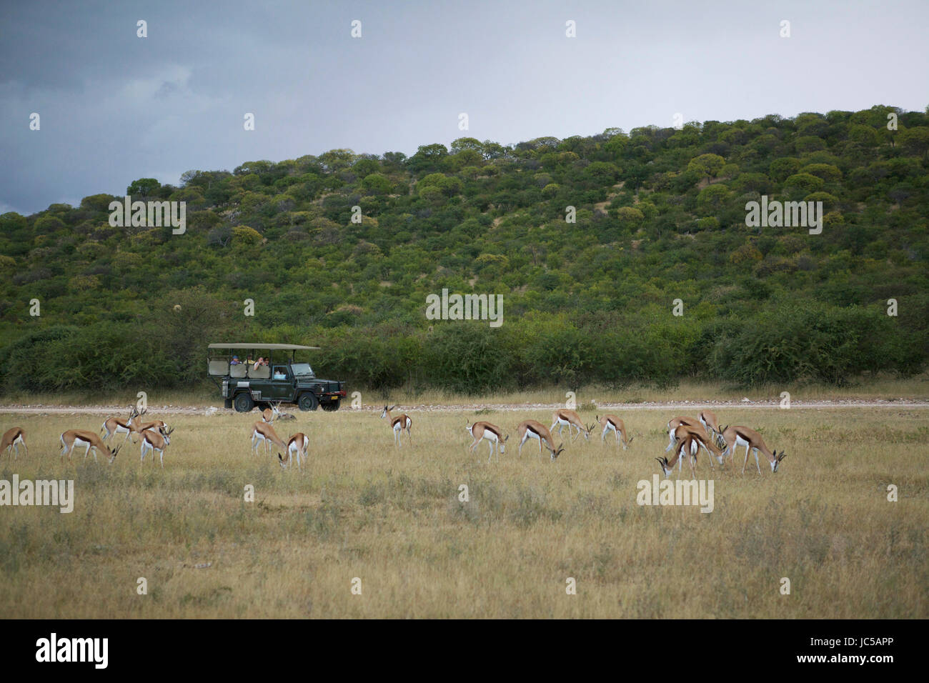 Antelope in field during Africa safari Stock Photo