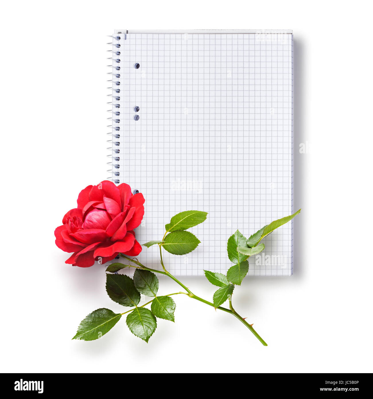 Paper spiral squared notebook and red rose flower isolated on white background Stock Photo