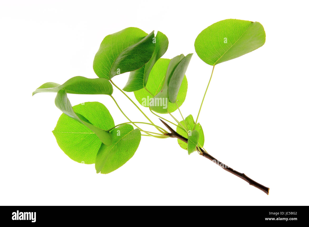 kleiner Zweig mit Blättern der Wildbirne (Pyrus pyraster) freigestellt vor weißem Hintergrund Stock Photo