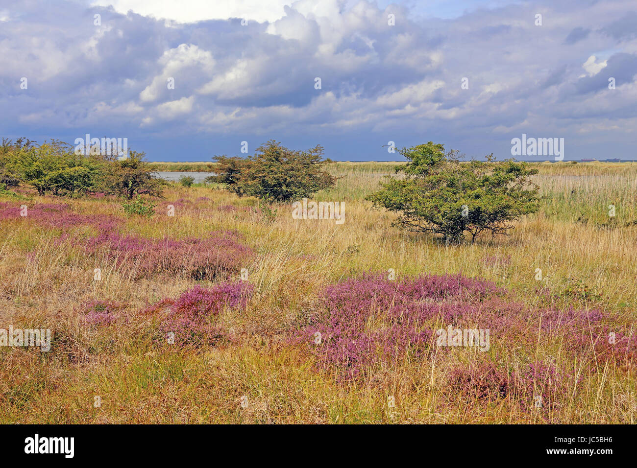 baltic sea salt water Stock Photo