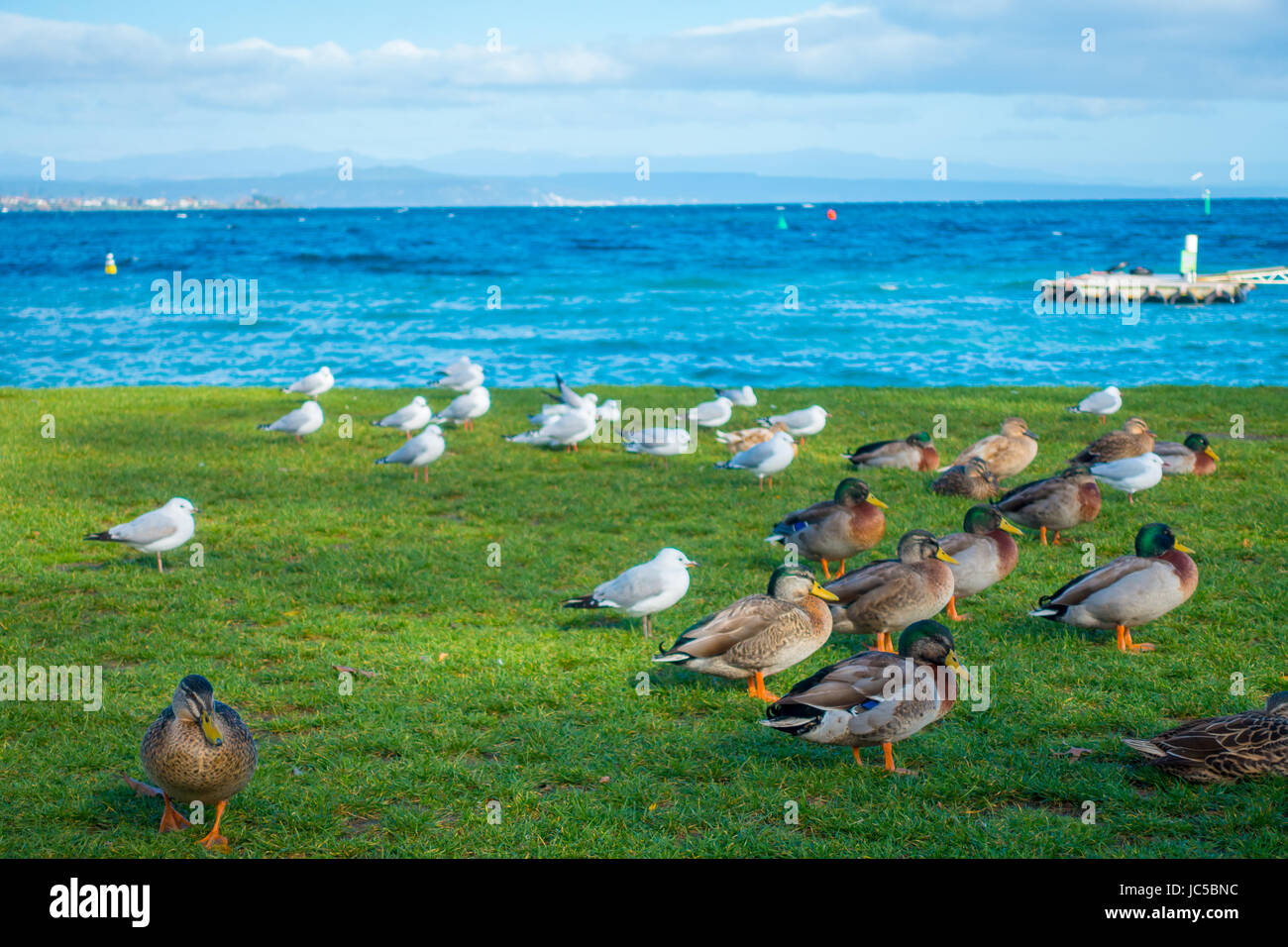 Close up of the Pacific black ducks or grey ducks at Lake Taupo, North Island of New Zealand