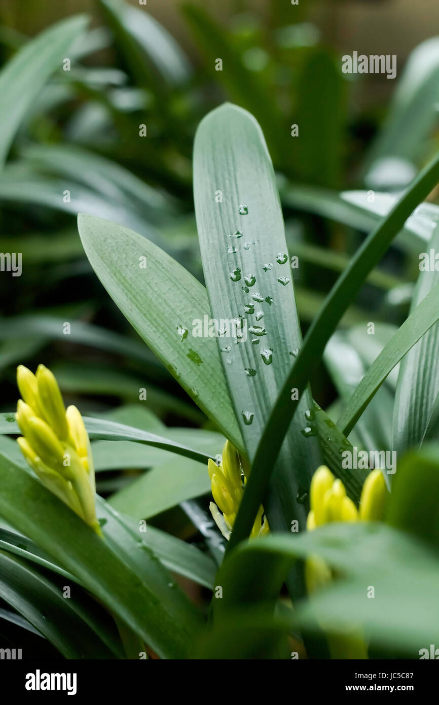 Clivia Miniata | Drops of water on the leaves Stock Photo