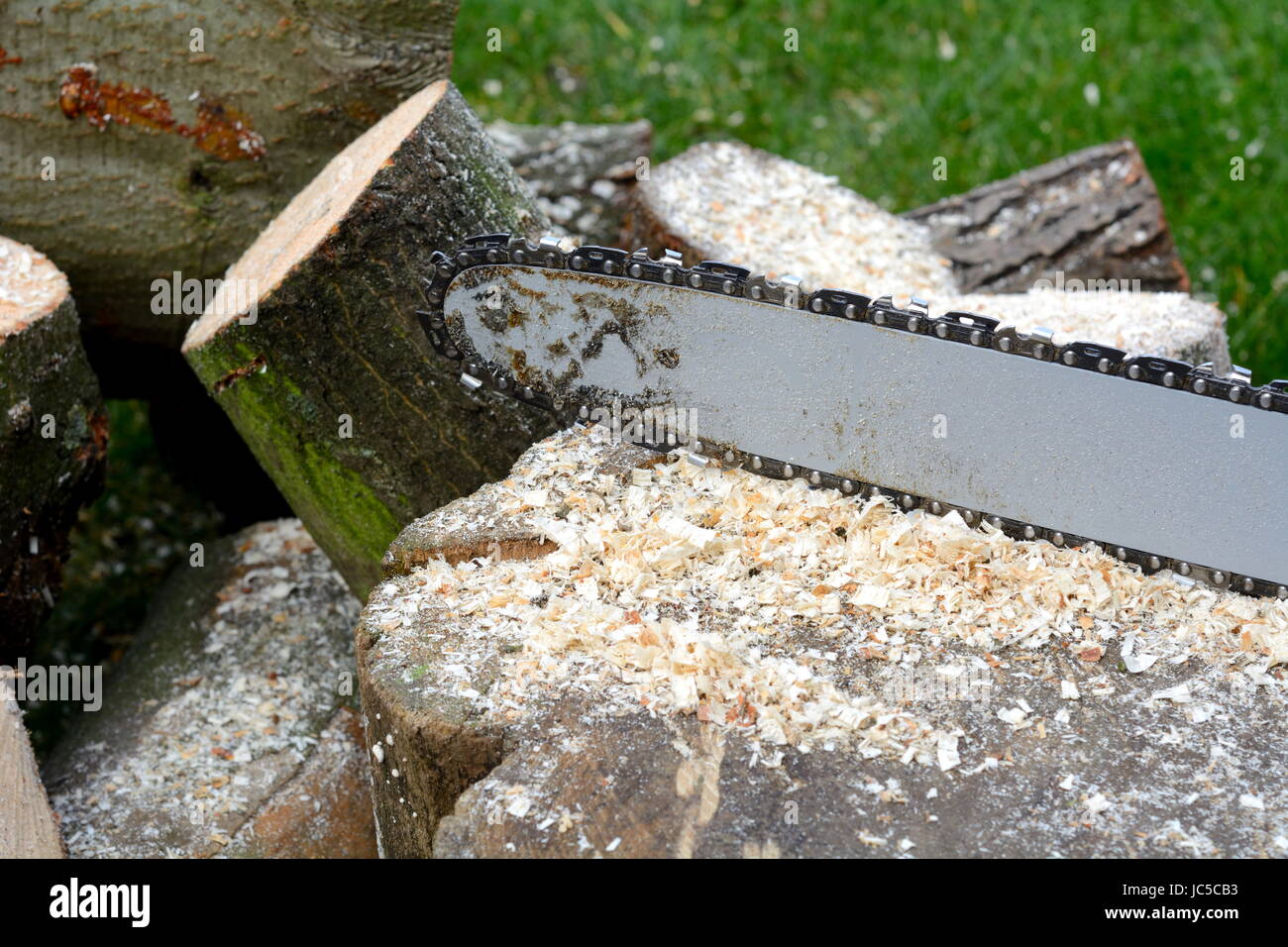 sawing wood with chainsaw Stock Photo