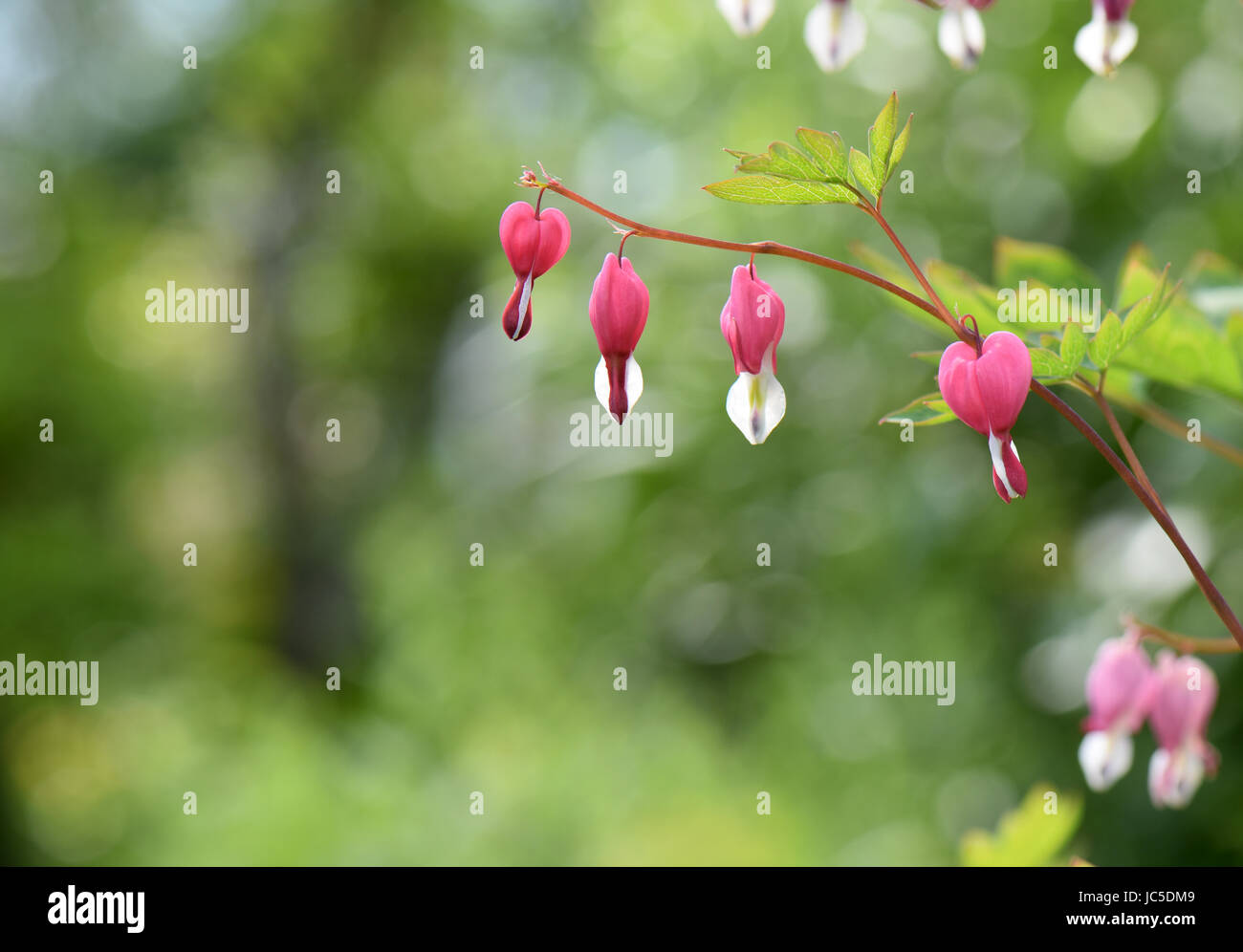 Beautiful bleeding heart blossoms in a perrenial garden. Stock Photo