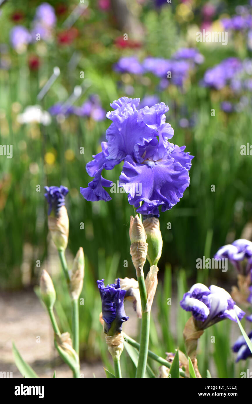 Purple iris bloom beside a natural pond. Stock Photo