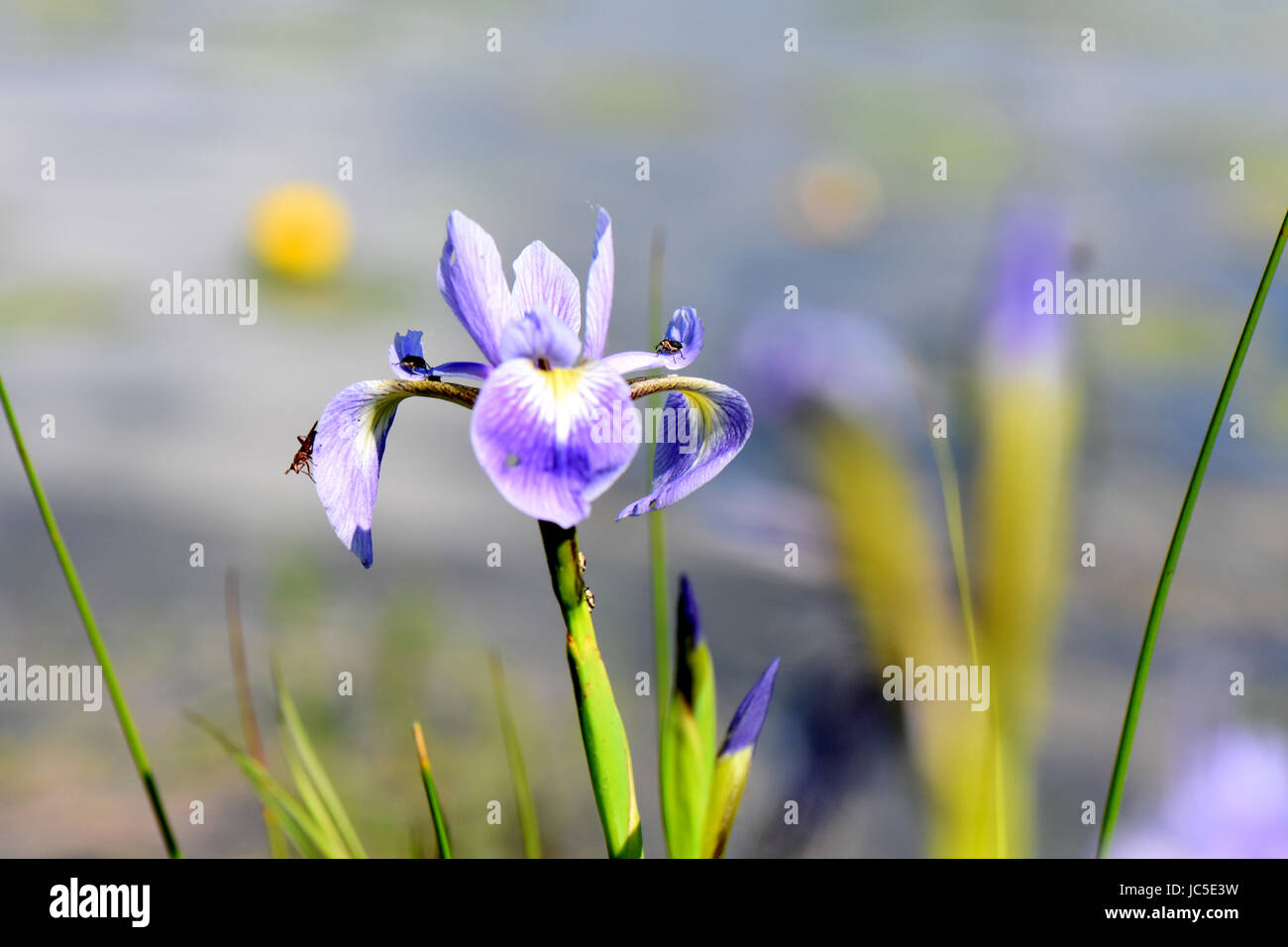 Purple iris bloom beside a natural pond. Stock Photo