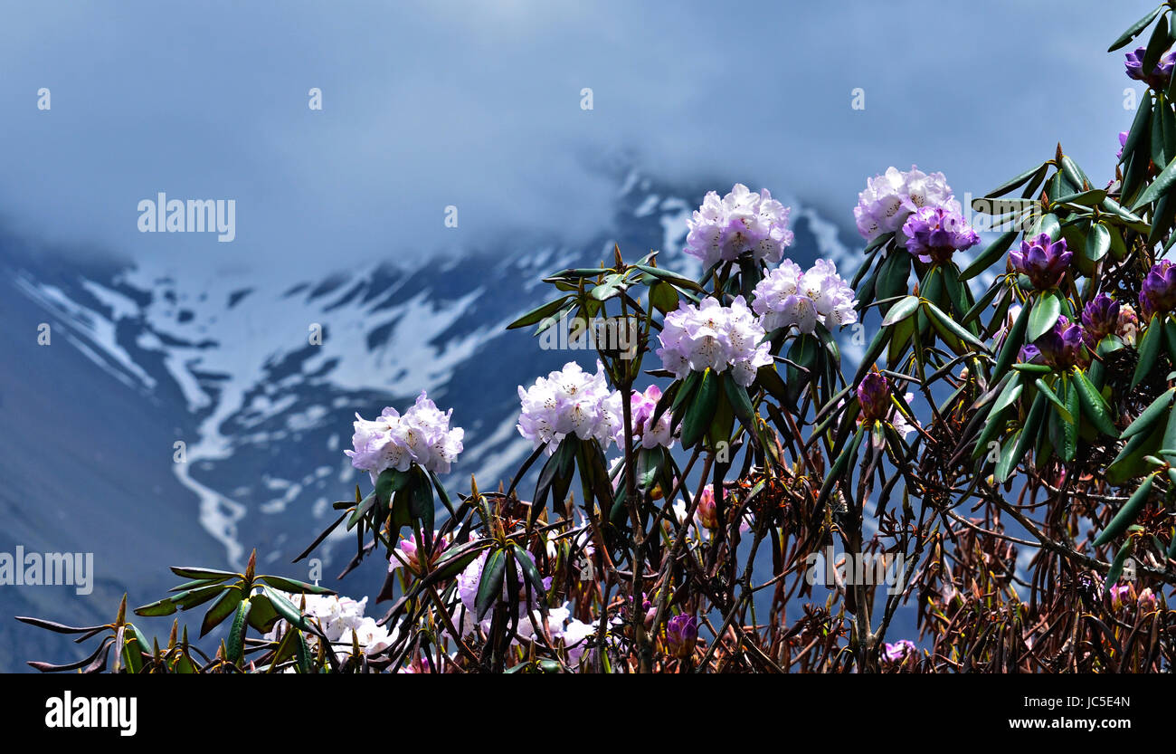 Blooming Rhododendron of upper Johar valley, Uttarakhand, India Stock Photo