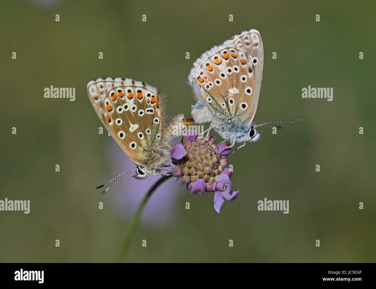 Mating pair of Adonis Blue Butterflies Stock Photo