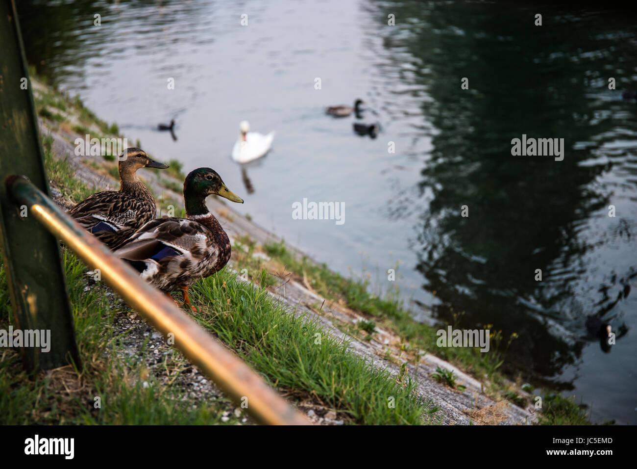 Male and a female of Mallard ducks (Anas platyrhynchos) standing on the shore of a river and observing Stock Photo