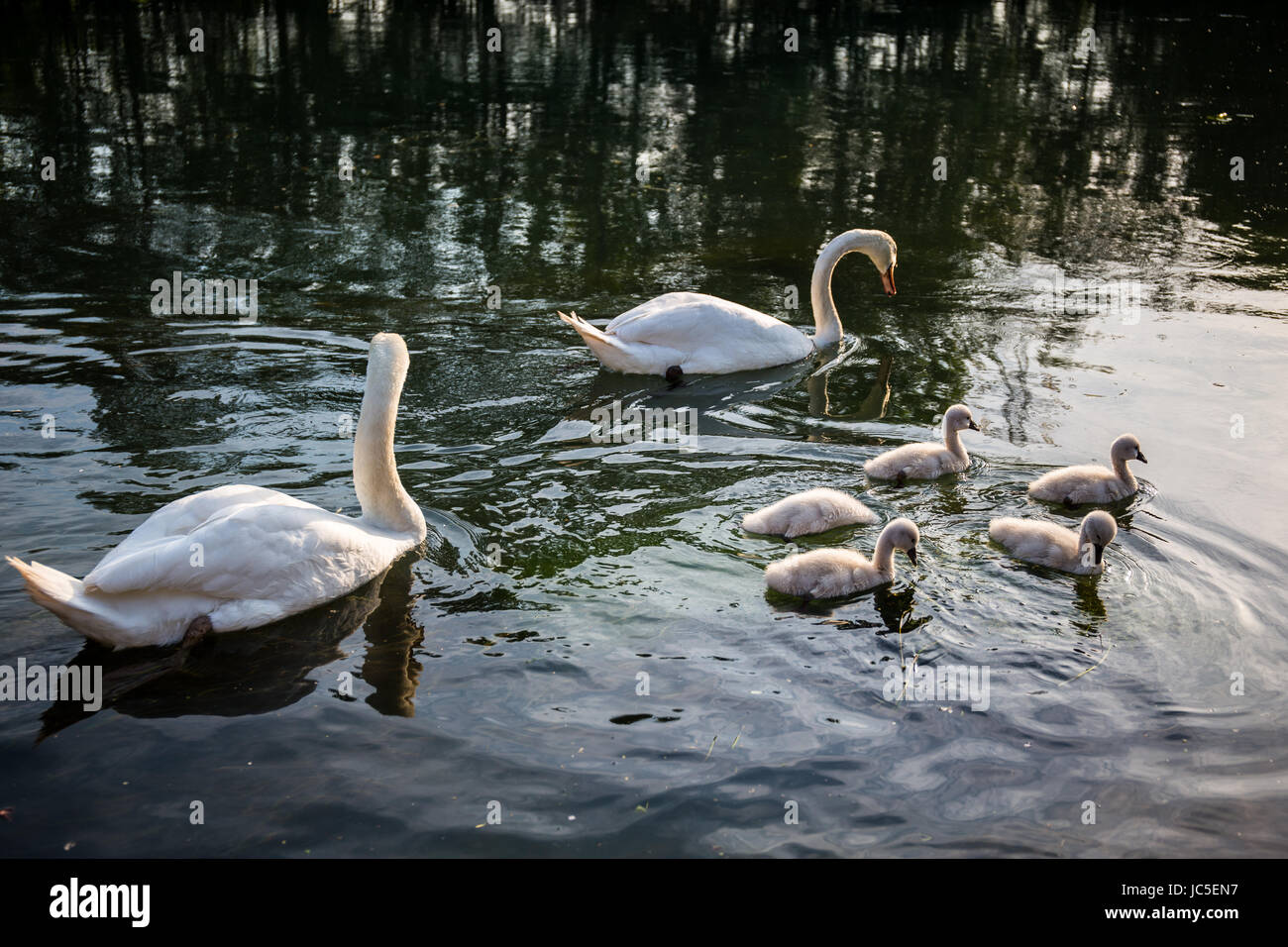 Mute swan (Cygnus olor) family swimming in the river Stock Photo