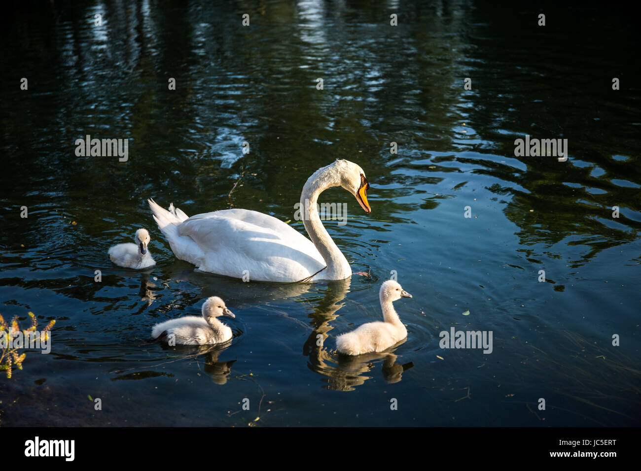 Mute swan (Cygnus olor) mum swimming with her small cygnets in the river Stock Photo
