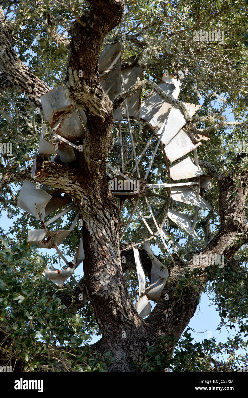 Relocated Agricultural windmill in Live Oak Tree 'Quercus virginiana',  resulting from a hurricane in 1919, Rockport. Stock Photo