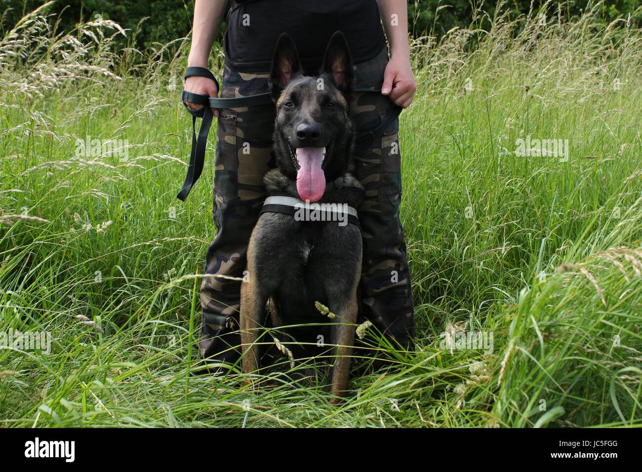 A Belgian shepherd malinois attentive to the orders of his master sitting between the legs in protection Stock Photo