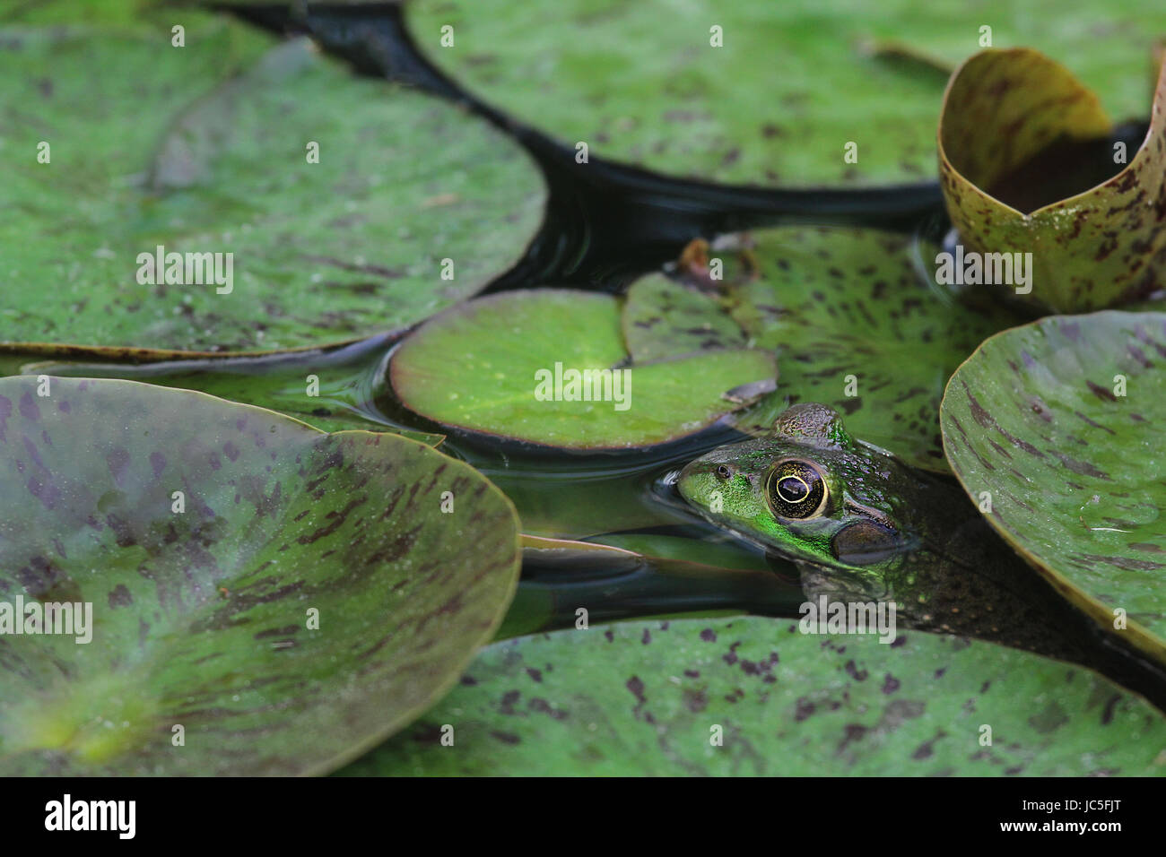 green frog in backyard lily pond Stock Photo
