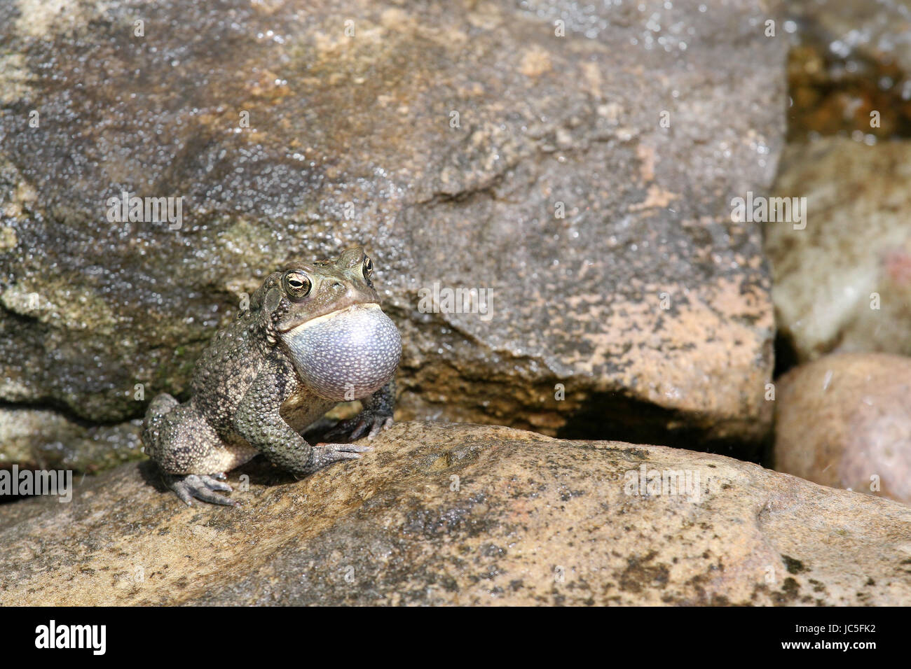 American toad at backyard pond Stock Photo