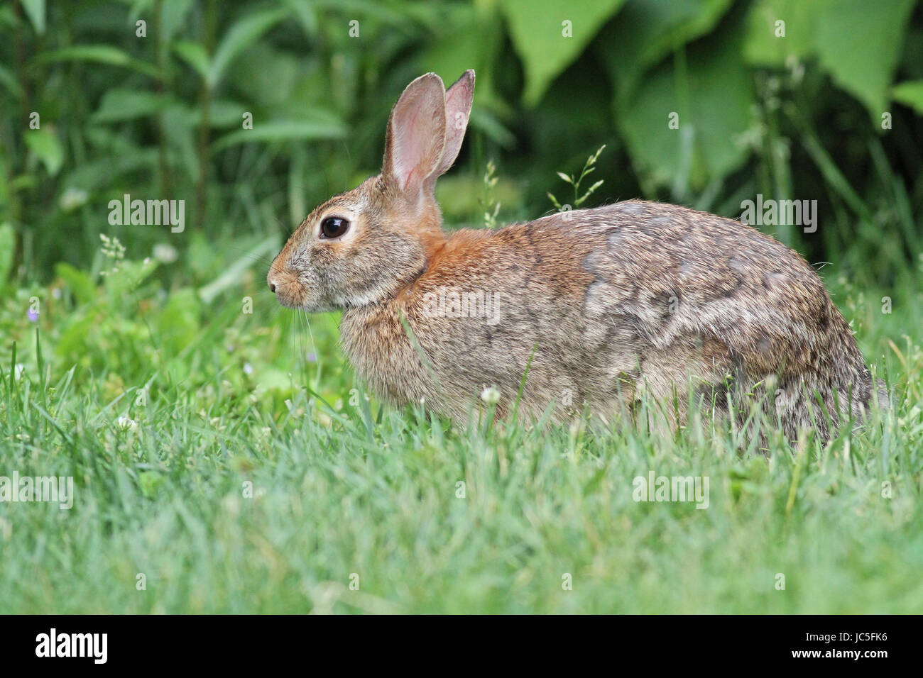 Eastern cottontail in back yard Stock Photo