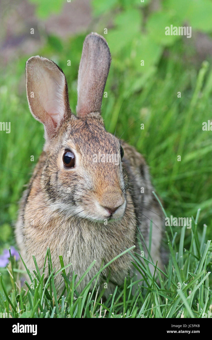 Eastern cottontail in back yard Stock Photo